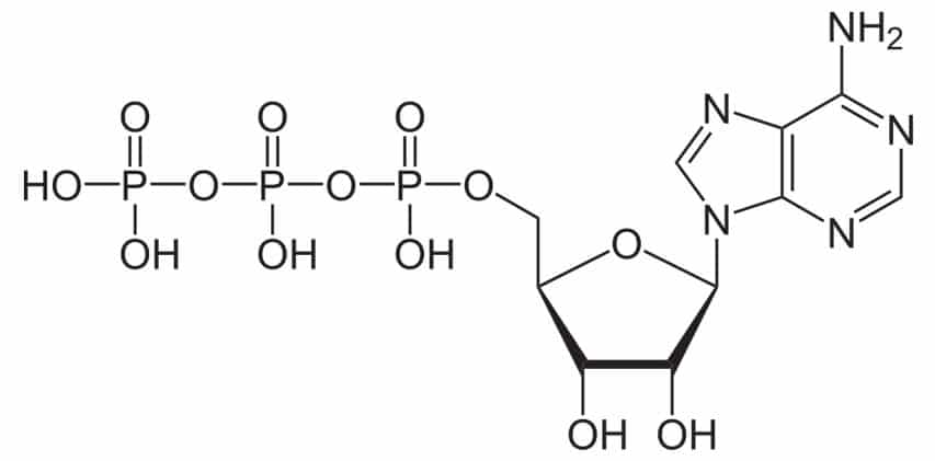 Molécule Adénosine Tri Phosphate (ATP)