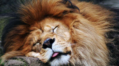 Lion endormi