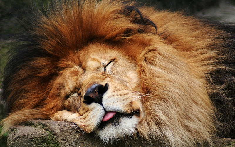Lion endormi