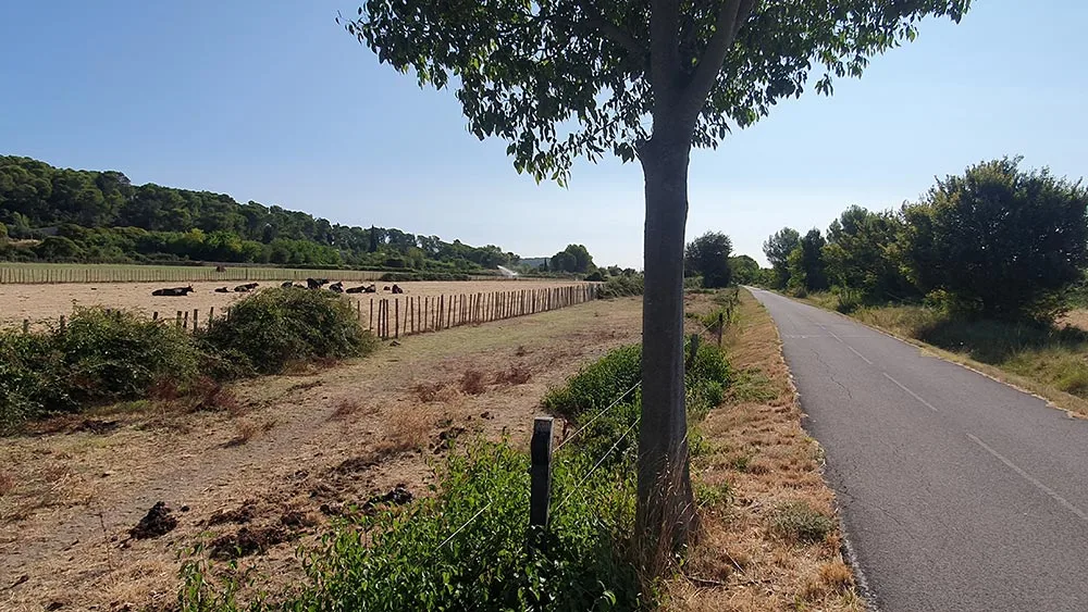 Vue sur les élevages de taureaux le long de la voie verte de la Vaunage