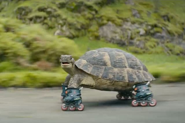 La tortue en roller d&rsquo;Avanti West Coast
