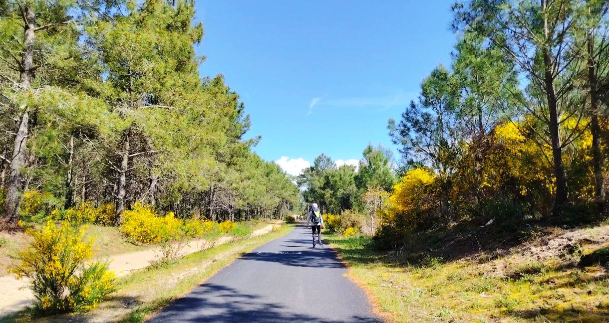 Une voie verte au coeur de la forêt