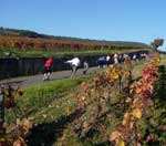 Bilan de la Randonnée roller des Grands Crus 2008 (21)