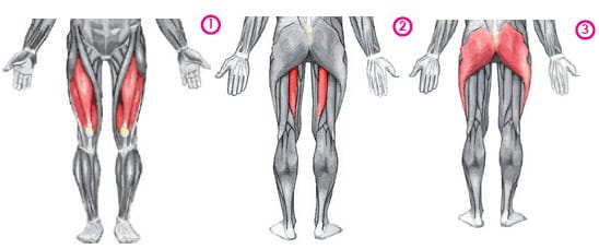 Muscles sollicités par l'utilisation du parachute