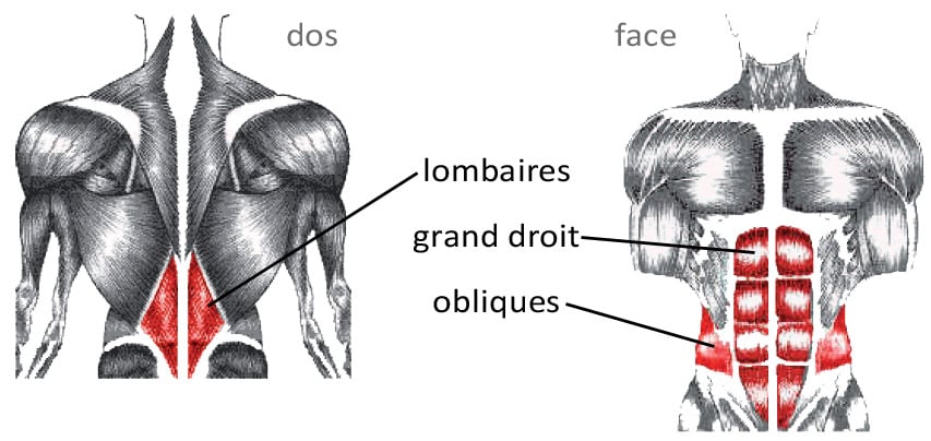 Les muscles sollicités lors du gainage