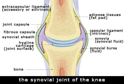 the synovial joint of the knee