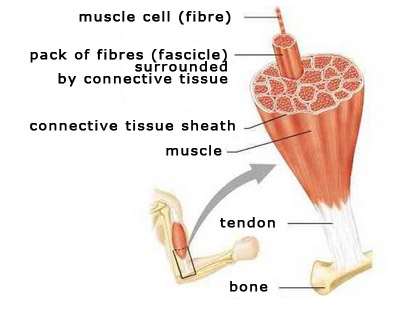 muscle cell (fibre)
