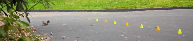 Slalom et écureuil