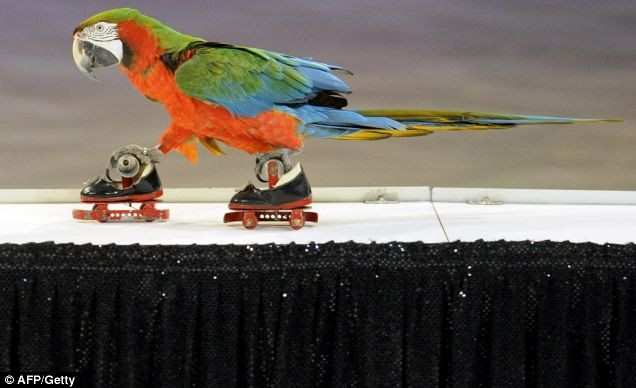 Un perroquet patineur fait le show au festival de Prague