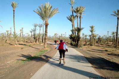 Roller dans la palmeraie
