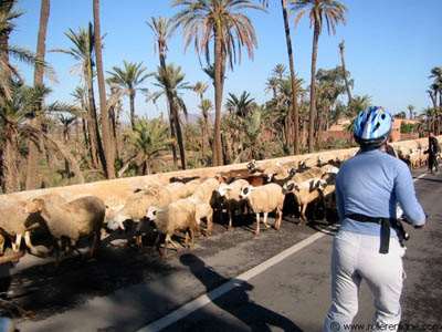 Rencontre typique sur la route du marathon roller de Marrakech