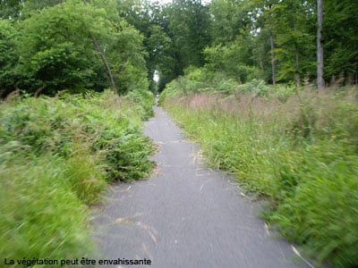 piste foret compiegne hub vegetation envahissante