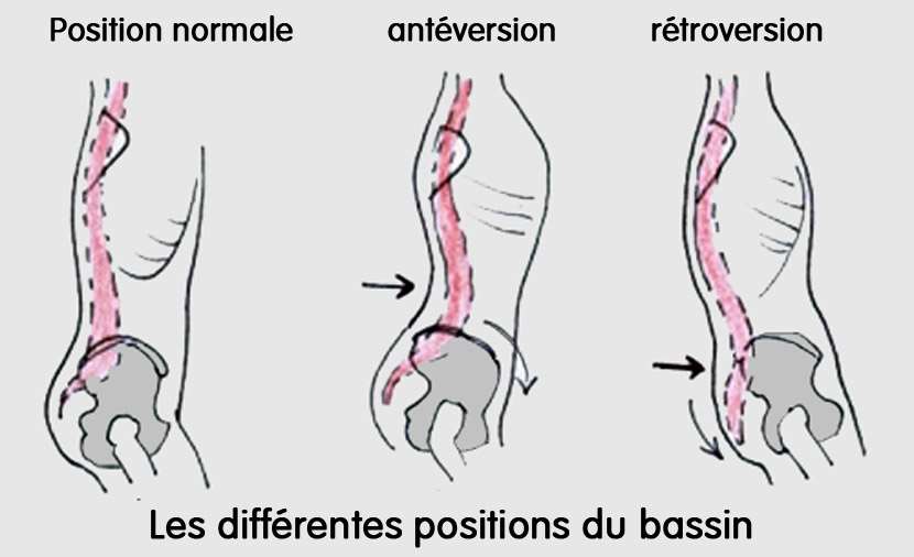 Les positions du bassin