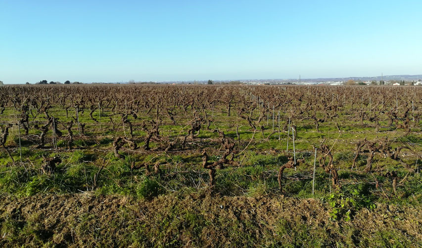 Des vignes à perte de vue