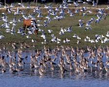 Rando en baie de Somme avec Ride On Lille